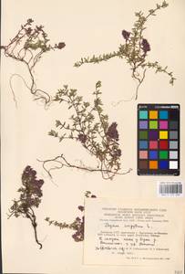 MHA 0 157 569, Thymus serpyllum L., Eastern Europe, Lithuania (E2a) (Lithuania)