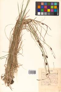 Carex saxatilis L., Siberia, Russian Far East (S6) (Russia)