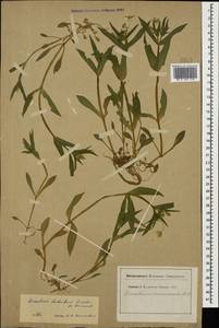 Cerastium haussknechtii Boiss., Caucasus (no precise locality) (K0)