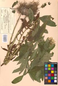 Senecio sarracenicus L., Eastern Europe, Moscow region (E4a) (Russia)