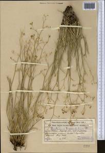 Bupleurum exaltatum M. Bieb., Middle Asia, Western Tian Shan & Karatau (M3) (Kazakhstan)