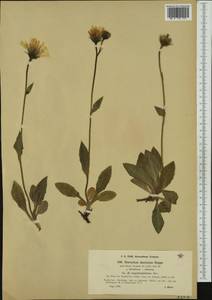 Hieracium dentatum subsp. subvillosum Nägeli & Peter, Western Europe (EUR) (Austria)