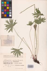 Pulsatilla patens (L.) Mill., Eastern Europe, Lower Volga region (E9) (Russia)