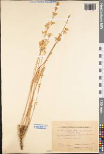 Silene wolgensis (Hornem.) Otth, Eastern Europe, Middle Volga region (E8) (Russia)