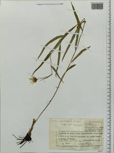 Hieracium subarctophilum Schljakov, Siberia, Central Siberia (S3) (Russia)