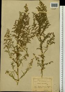Artemisia dracunculus L., Siberia, Baikal & Transbaikal region (S4) (Russia)