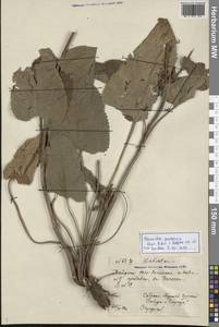 Phlomoides pratensis (Kar. & Kir.) Adylov, Kamelin & Makhm., Middle Asia, Northern & Central Tian Shan (M4) (Kazakhstan)