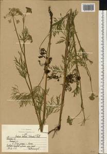 Kadenia dubia (Schkuhr) Lavrova & V.N.Tikhom., Eastern Europe, Central region (E4) (Russia)