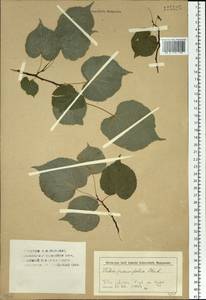 Tilia amurensis var. sibirica (Fisch. ex Bayer) Y. C. Zhu, Siberia (no precise locality) (S0) (Russia)