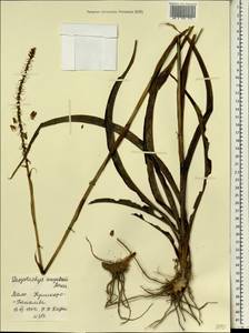 Chlorophytum senegalense (Baker) Hepper, Africa (AFR) (Mali)