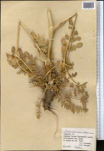 Ferula tuberifera Korovin, Middle Asia, Pamir & Pamiro-Alai (M2) (Uzbekistan)