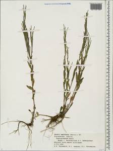 Arabis sagittata (Bertol.) DC., Eastern Europe, Central forest-and-steppe region (E6) (Russia)