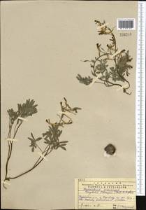 Corydalis schanginii (Pall.) B. Fedtsch., Middle Asia, Western Tian Shan & Karatau (M3) (Kazakhstan)
