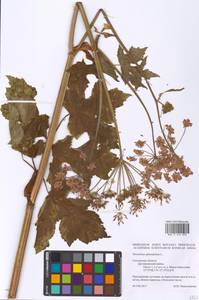 Heracleum sphondylium L., Eastern Europe, Western region (E3) (Russia)