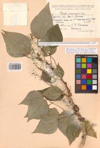 Populus tremuloides Michx., Siberia, Russian Far East (S6) (Russia)