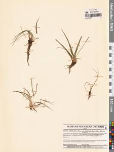 Isoetes echinospora Durieu, America (AMER) (Canada)
