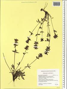 Pedicularis verticillata, Siberia, Altai & Sayany Mountains (S2) (Russia)