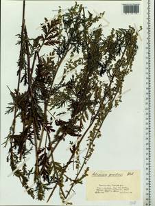 Artemisia gmelinii Weber ex Stechm., Siberia, Western Siberia (S1) (Russia)