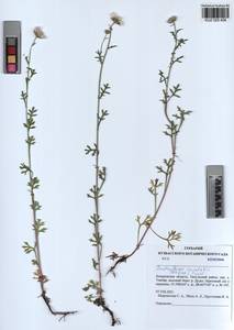 Chrysanthemum zawadzkii subsp. zawadzkii, Siberia, Altai & Sayany Mountains (S2) (Russia)