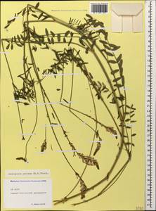 Onobrychis petraea (Willd.)Fisch., Caucasus, North Ossetia, Ingushetia & Chechnya (K1c) (Russia)