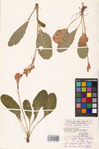 Primula elatior (L.) L., South Asia, South Asia (Asia outside ex-Soviet states and Mongolia) (ASIA) (Turkey)