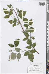 Rubus idaeus L., Eastern Europe, Moscow region (E4a) (Russia)