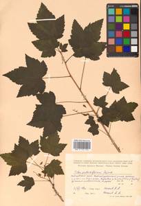 Ribes latifolium Jancz., Siberia, Russian Far East (S6) (Russia)