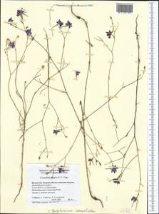 Delphinium consolida subsp. consolida, Middle Asia, Caspian Ustyurt & Northern Aralia (M8) (Kazakhstan)