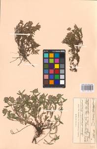 MHA 0 156 965, Thymus × dimorphus Klokov & Des.-Shost., Eastern Europe, North Ukrainian region (E11) (Ukraine)