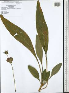 Succisa pratensis Moench, Eastern Europe, Central region (E4) (Russia)