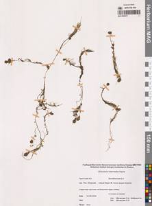 Utricularia intermedia Hayne, Siberia, Chukotka & Kamchatka (S7) (Russia)
