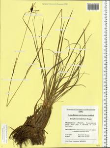 Eriophorum latifolium Hoppe, Eastern Europe, Northern region (E1) (Russia)