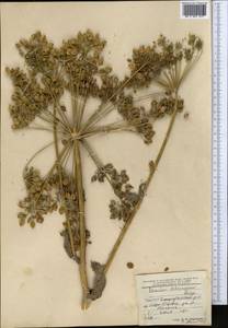 Heracleum lehmannianum Bunge, Middle Asia, Pamir & Pamiro-Alai (M2) (Tajikistan)