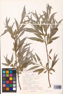 Salix alba L., Eastern Europe, Lower Volga region (E9) (Russia)