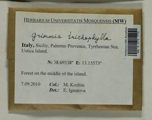 Grimmia trichophylla Grev., Bryophytes, Bryophytes - Western Europe (BEu) (Italy)