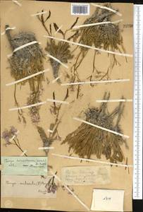 Parrya turkestanica (Korsh.) N. Busch, Middle Asia, Pamir & Pamiro-Alai (M2)