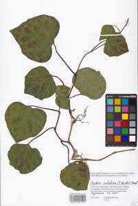 Hedera colchica (K. Koch) K. Koch, Eastern Europe, Moscow region (E4a) (Russia)