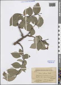 Ulmus minor subsp. minor, Eastern Europe, Central forest-and-steppe region (E6) (Russia)