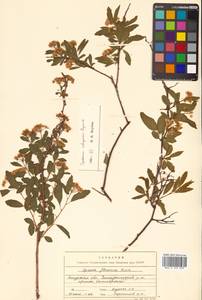 Spiraea flexuosa Fisch. ex Cambess., Siberia, Russian Far East (S6) (Russia)