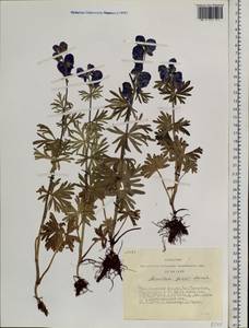 Aconitum paskoi Vorosch., Siberia, Altai & Sayany Mountains (S2) (Russia)