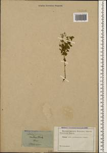 Galium valantioides M.Bieb., Caucasus (no precise locality) (K0)