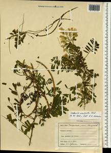 Sesbania bispinosa (Jacq.)W.Wight, South Asia, South Asia (Asia outside ex-Soviet states and Mongolia) (ASIA) (India)