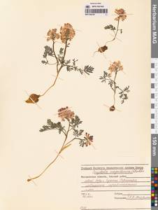 Corydalis magadanica A.P.Khokhr., Siberia, Chukotka & Kamchatka (S7) (Russia)