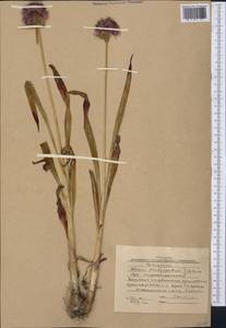 Allium platyspathum Schrenk, Middle Asia, Western Tian Shan & Karatau (M3) (Kyrgyzstan)
