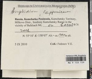 Amphidium lapponicum (Hedw.) Schimp., Bryophytes, Bryophytes - Chukotka & Kamchatka (B21) (Russia)