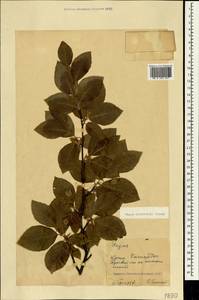 Fagus orientalis Lipsky, Crimea (KRYM) (Russia)