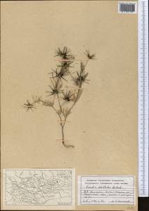 Scandix stellata Banks & Sol., Middle Asia, Northern & Central Tian Shan (M4) (Kazakhstan)