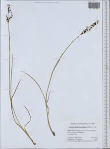 Juncus alpinoarticulatus Chaix, Eastern Europe, Central forest region (E5) (Russia)