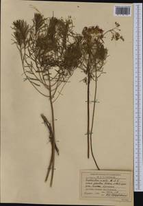 Euphorbia esula subsp. tommasiniana (Bertol.) Kuzmanov, Western Europe (EUR) (Romania)