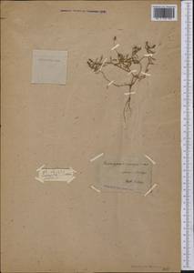Lobelia erinus L., America (AMER) (Not classified)